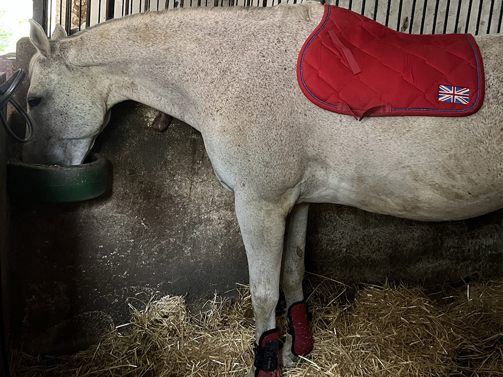 Cheval avec un tapis rouge