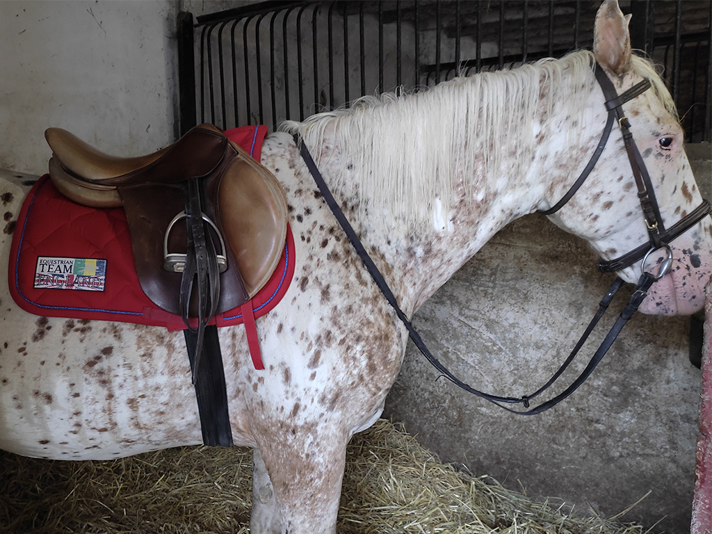 Jument appaloosa équipée