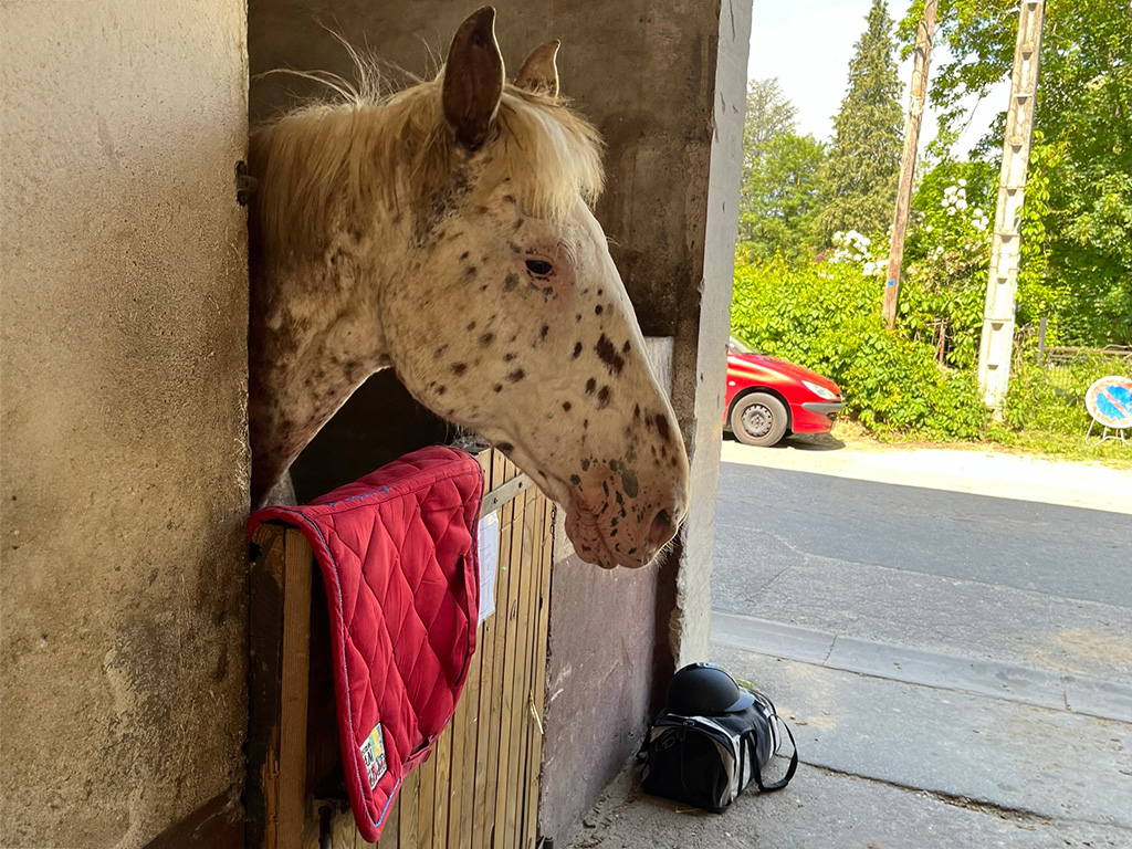 Jument appaloosa en box