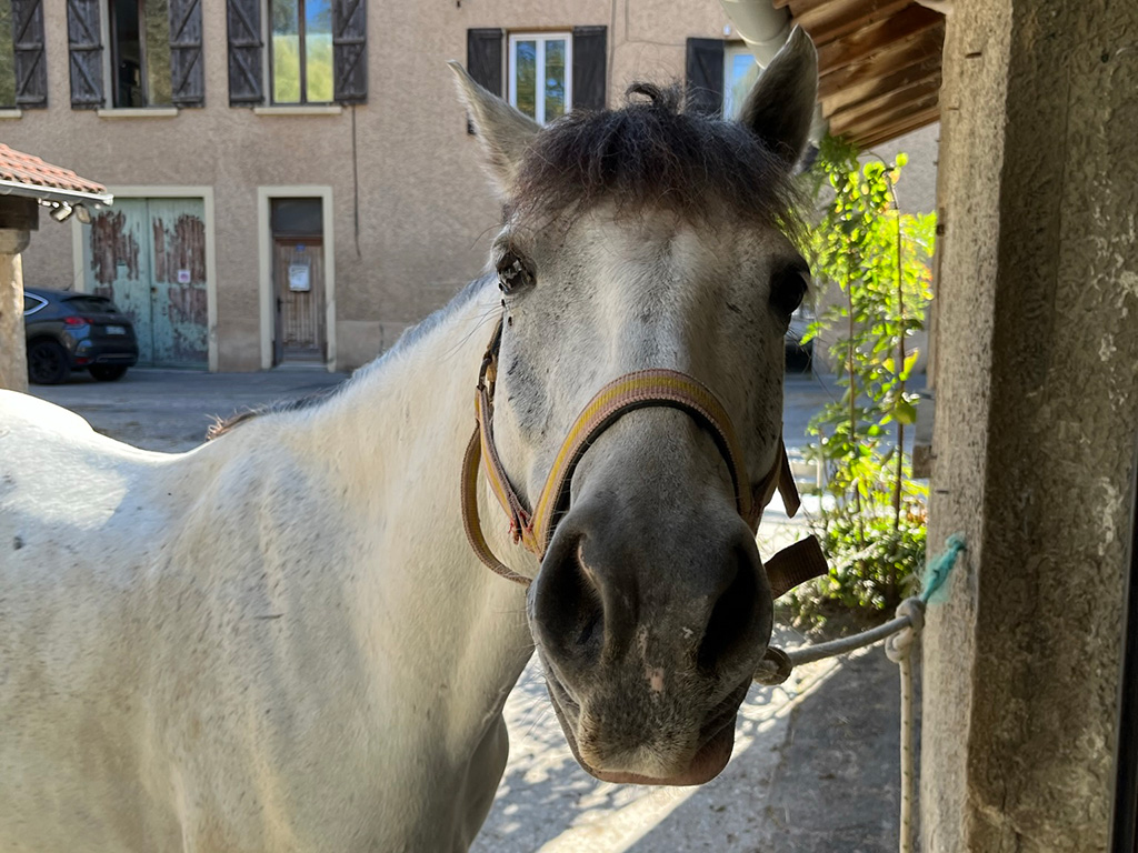 Poney en licol