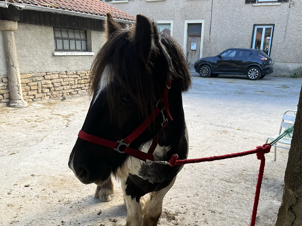 Cheval en licol