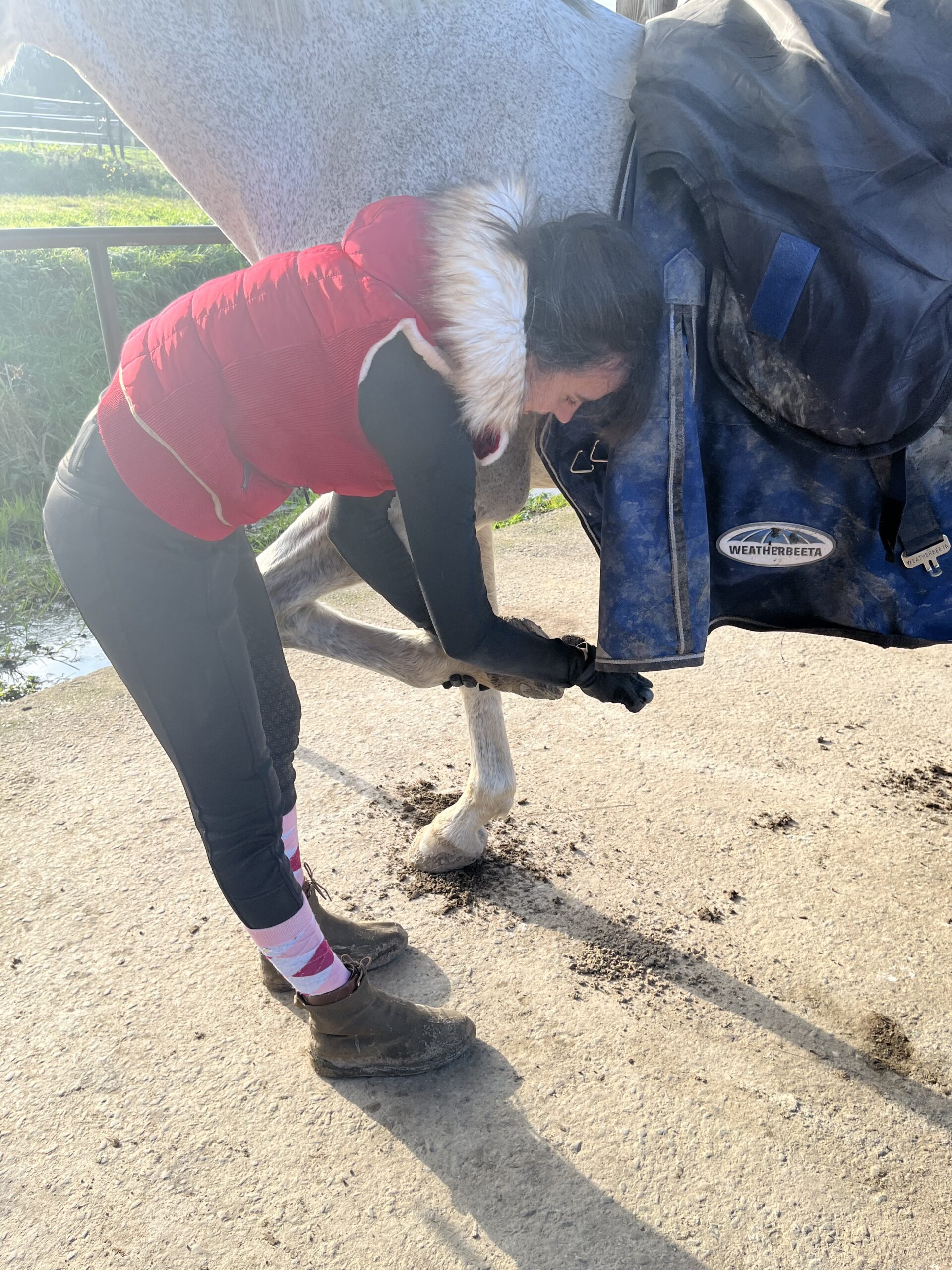 Curer les pieds de son cheval