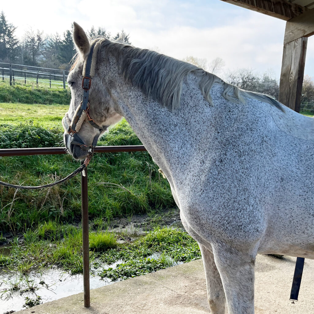 Jument grise en licol