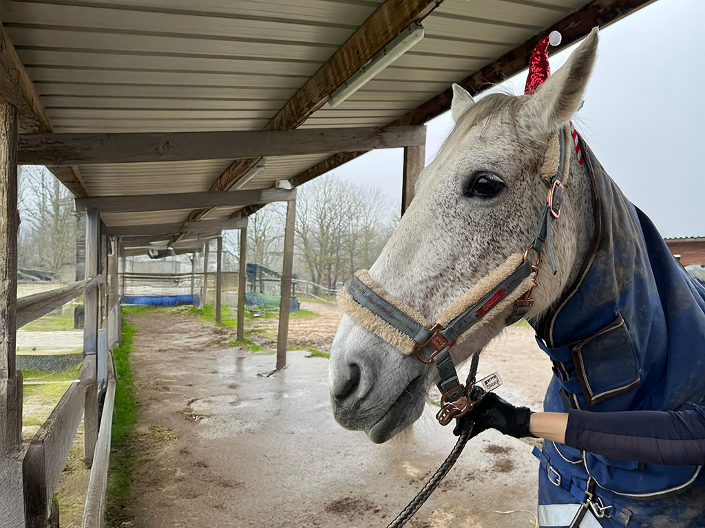 Cheval avec bonnet de Noël