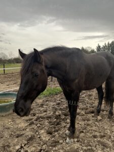 Cheval Noir