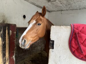 Cheval Alezan