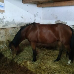 Cheval bai