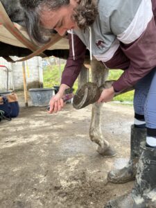 Grattage de pieds de cheval