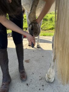 Fourchette cheval