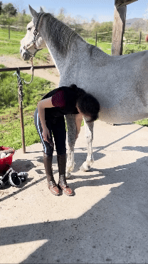 Tuto curage pieds cheval