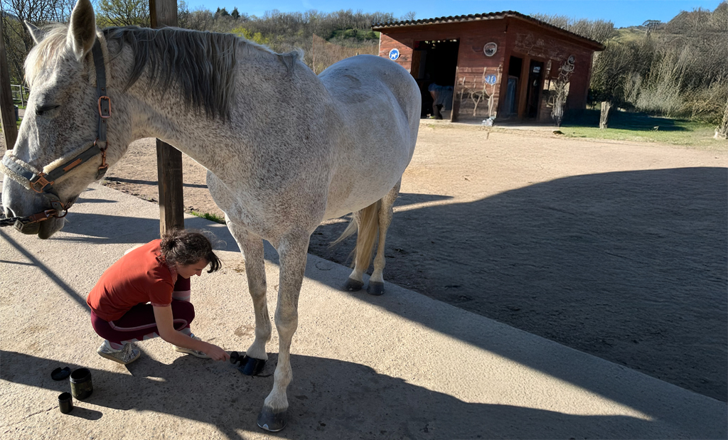 appliquer l'onguent sur cheval
