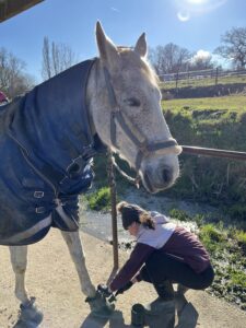 cavalière en train d'appliquer l'onguent sur son cheval