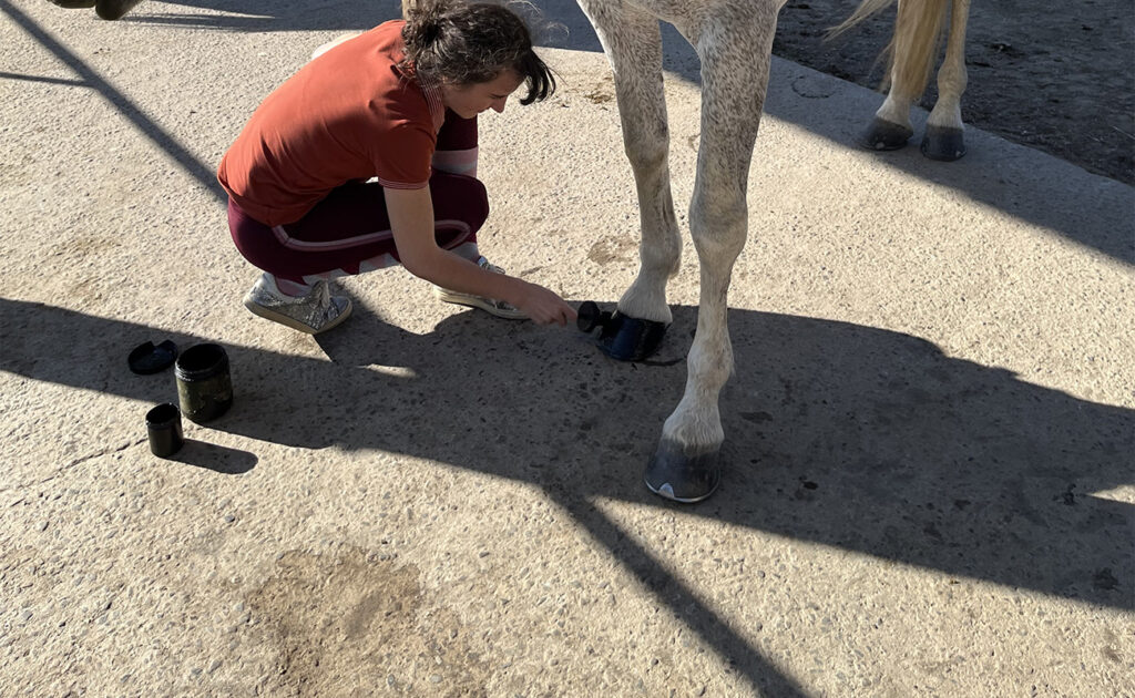 Mettre de l'onguent à son cheval