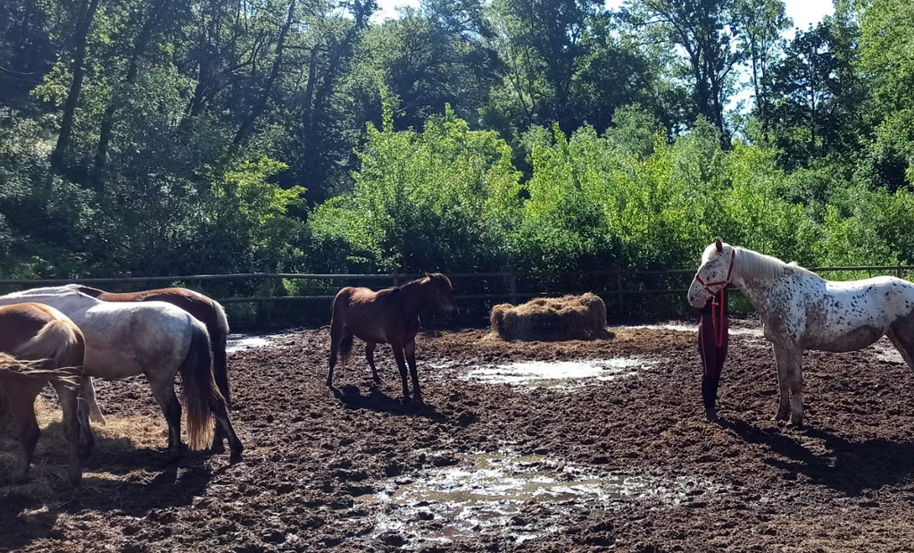De nombreux chevaux