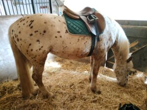 Cocaine et son tapis vert