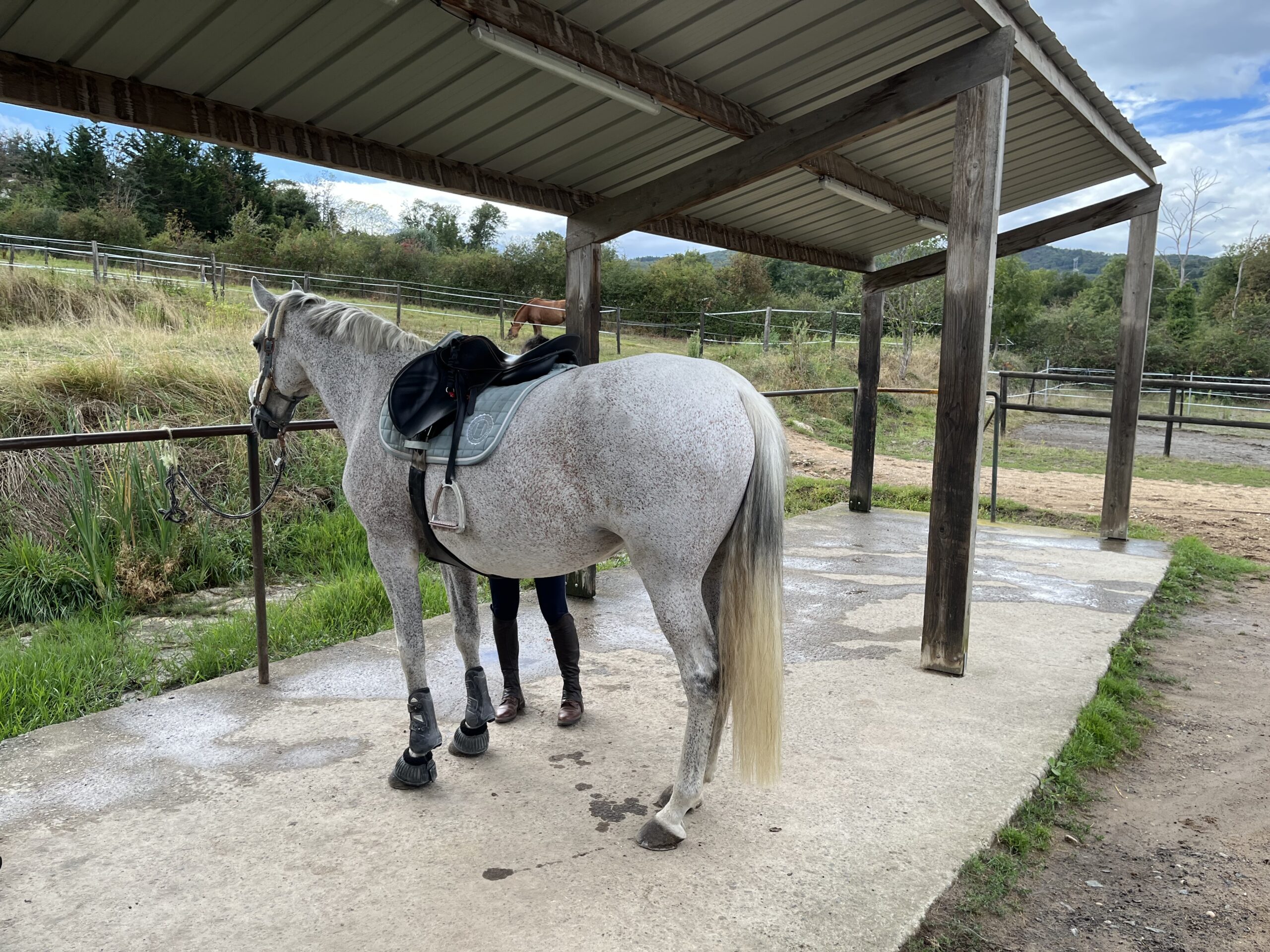 Verde à l'aire de pansage
