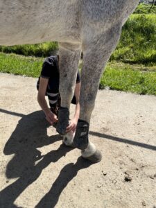 Cécile en train de mettre les guettres à Verde