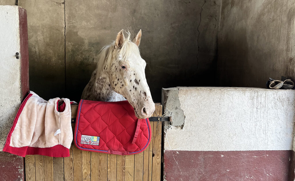 Jument avec tapis d'équitation mixte