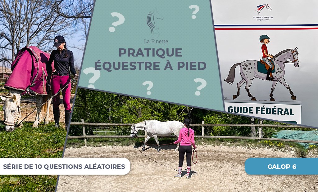 pratique_equestre_a_pied_galop6